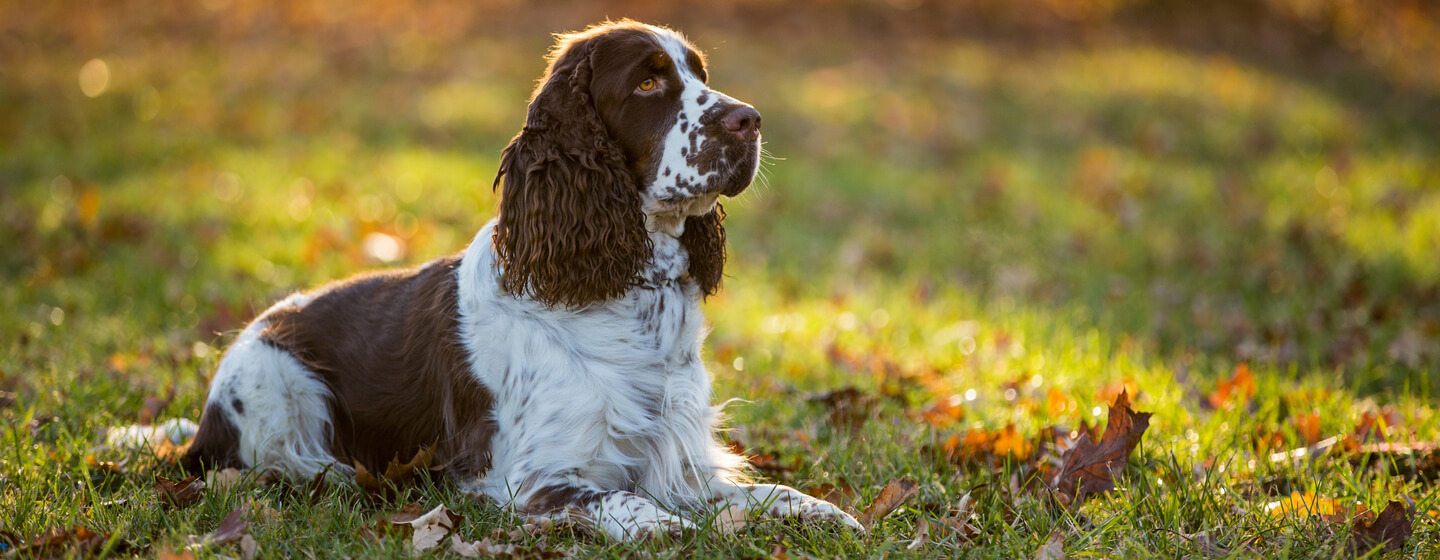 Curly haired hunting dog best sale